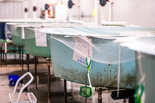 MIKAELA MACKENZIE / FREE PRESS

	
Ponding tanks with one month old fry, which will be future broodstock, in Sapphire Springs&#x560;temporary facility as the new arctic char fish farm is constructed in the RM of Rockwood on Tuesday, Aug. 6, 2024. 

For Martin Cash story.