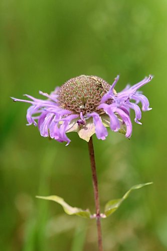 A basket of purple leaves surround a dome of florets on a wildflower found in a grassy field west of Carberry on Aug. 6.  (Matt Goerzen/The Brandon Sun)