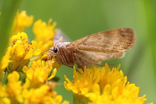 A moth rests on a yellow wildflower plant in a grassy pasture west of Carberry on Aug. 6. (Matt Goerzen/The Brandon Sun)