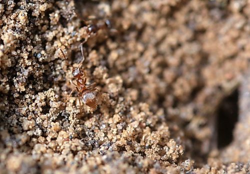 An ant climbs out of a sandy ant hill that's located in a patch of dirt in a pasture west of Carberry on Aug. 6. (Matt Goerzen/The Brandon Sun)