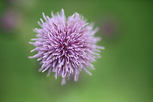 Delicate petals emerge from the top of a wild thistle flower in a pasture west of Carberry on Aug. 6. (Matt Goerzen/The Brandon Sun)