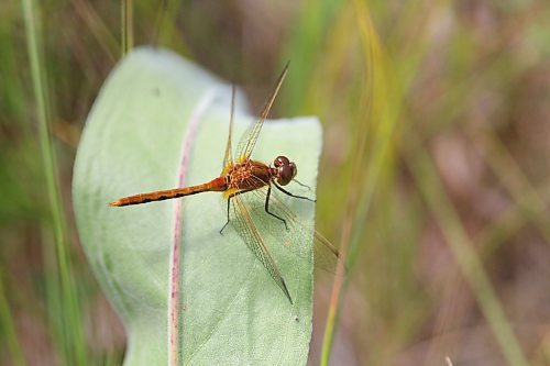 A dragonfly rests on the curve of a leaf in a grassy pasture west of Carberry on Aug. 6. (Matt Goerzen/The Brandon Sun)