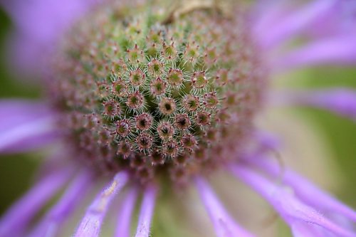 A basket of small purple leaves surround the florets of a wildflower found in a pasture west of Carberry on Aug. 6. (Matt Goerzen/The Brandon Sun)