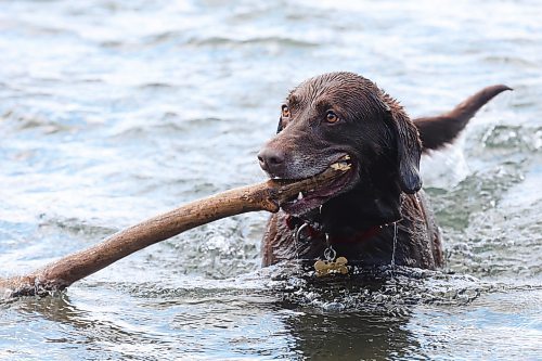 06082024
Buffy, a rescue from Funds For Furry Friends, plays fetch in the water of Clear Lake in Riding Mountain National Park on a warm Wednesday.     (Tim Smith/The Brandon Sun)