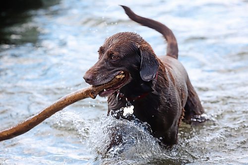 06082024
Buffy, a rescue from Funds For Furry Friends, plays fetch in the water of Clear Lake in Riding Mountain National Park on a warm Wednesday.     (Tim Smith/The Brandon Sun)