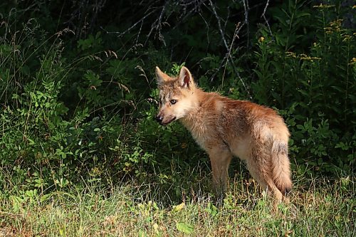 A young wolf pup stands at edge of the forest in Riding Mountain National Park on Friday morning. (Tim Smith/The Brandon Sun)