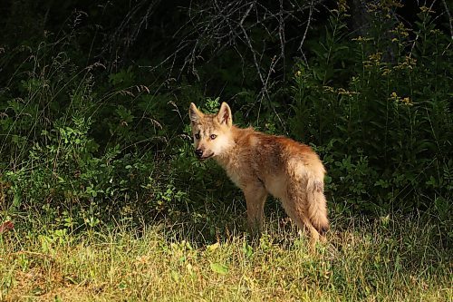 02082024
A young wolf pup stands at edge of the forest in Riding Mountain National Park on Friday morning. 
(Tim Smith/The Brandon Sun)