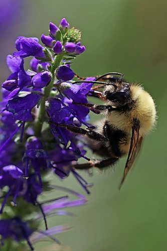 08082024
A bumblebee collects nectar and pollen from spike speedwell in a garden in Brandon on a windy Thursday.  
(Tim Smith/The Brandon Sun)