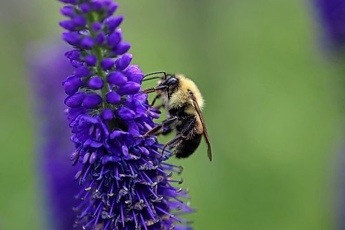 08082024
A bumblebee collects nectar and pollen from spike speedwell in a garden in Brandon on a windy Thursday.  
(Tim Smith/The Brandon Sun)