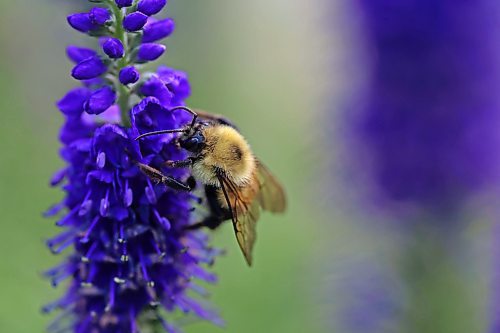 08082024
A bumblebee collects nectar and pollen from spike speedwell in a garden in Brandon on a windy Thursday.  
(Tim Smith/The Brandon Sun)