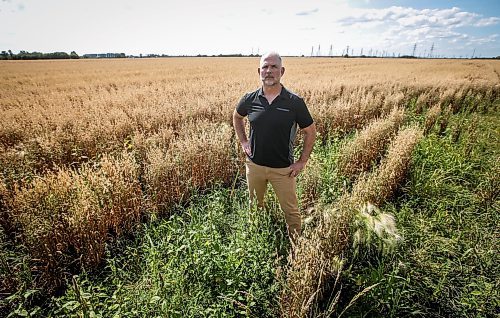 JOHN WOODS / FREE PRESS
Greg Stewart, founder and CEO of Geco Strategic Weed Management is photographed as he inspects a field just outside Winnipeg Monday, August 12, 2024. The Vancouver based company uses data and artificial intelligence to predict weeds in farmers fields, allowing for more targeted weed management.

Reporter: gabby