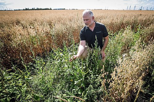 JOHN WOODS / FREE PRESS
Greg Stewart, founder and CEO of Geco Strategic Weed Management is photographed as he inspects a field just outside Winnipeg Monday, August 12, 2024. The Vancouver based company uses data and artificial intelligence to predict weeds in farmers fields, allowing for more targeted weed management.

Reporter: gabby