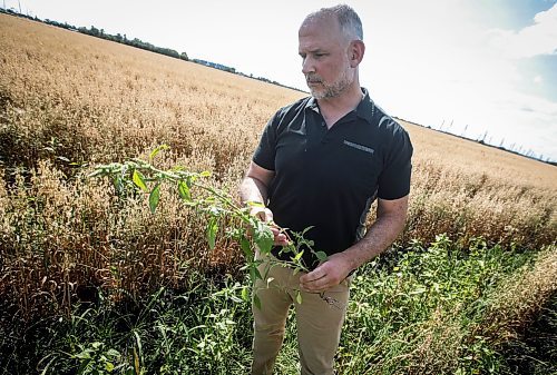 JOHN WOODS / FREE PRESS
Greg Stewart, founder and CEO of Geco Strategic Weed Management is photographed as he inspects a field just outside Winnipeg Monday, August 12, 2024. The Vancouver based company uses data and artificial intelligence to predict weeds in farmers fields, allowing for more targeted weed management.

Reporter: gabby