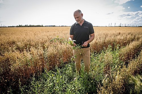 JOHN WOODS / FREE PRESS
Greg Stewart, founder and CEO of Geco Strategic Weed Management is photographed as he inspects a field just outside Winnipeg Monday, August 12, 2024. The Vancouver based company uses data and artificial intelligence to predict weeds in farmers fields, allowing for more targeted weed management.

Reporter: gabby