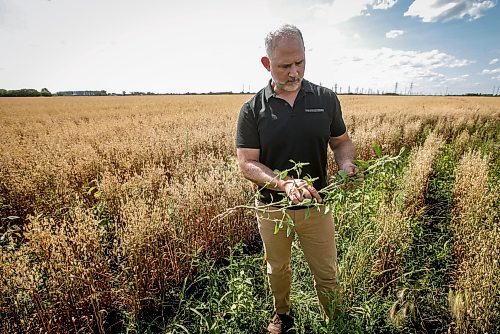 JOHN WOODS / FREE PRESS
Greg Stewart, founder and CEO of Geco Strategic Weed Management is photographed as he inspects a field just outside Winnipeg Monday, August 12, 2024. The Vancouver based company uses data and artificial intelligence to predict weeds in farmers fields, allowing for more targeted weed management.

Reporter: gabby