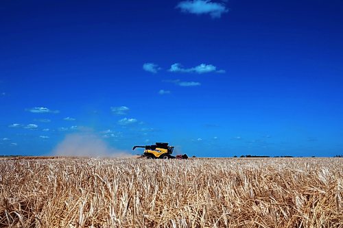 12082024
Combines work to harvest barley on the first day of the 2024 harvest at Deerboine Hutterite Colony west of Brandon on Monday. 
(Tim Smith/The Brandon Sun)