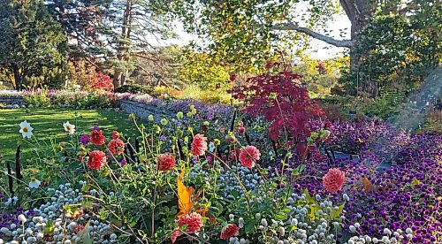 Colleen Zacharias / Winnipeg Free Press
Planning to visit? The Macoun Memorial Garden at Central Experimental Farm is rich with blooms as late as October.