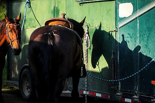 MIKAELA MACKENZIE / FREE PRESS

	
The Selman&#x573; horses at the Denim &amp; Dust Barrel Racing Series in Carman on Tuesday, Aug. 13, 2024.

For Mike McIntyre story.