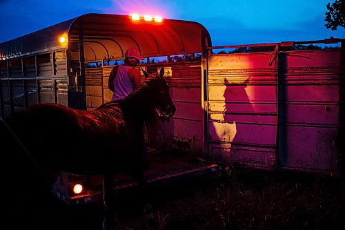 MIKAELA MACKENZIE / FREE PRESS

	
Alyssa&#x573; sister Amy Scott loads the horses back into the trailers as dusk turns to dark after the Denim &amp; Dust Barrel Racing Series in Carman on Tuesday, Aug. 13, 2024.

For Mike McIntyre story.