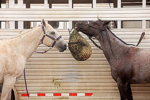 A pair of horses share a feed bag. (Tim Smith/The Brandon Sun)