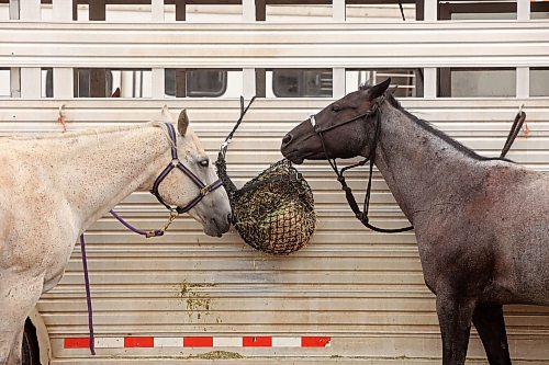 15082024
A pair of horses share a feed bag on day one of the Virden Indoor High School Rodeo at Tundra Oil and Gas Place in Virden on Thursday as part of the Virden Indoor Rodeo and Wild West Daze. Events continue all weekend in Virden including the first go round of the Virden Indoor Rodeo tonight. 
(Tim Smith/The Brandon Sun)