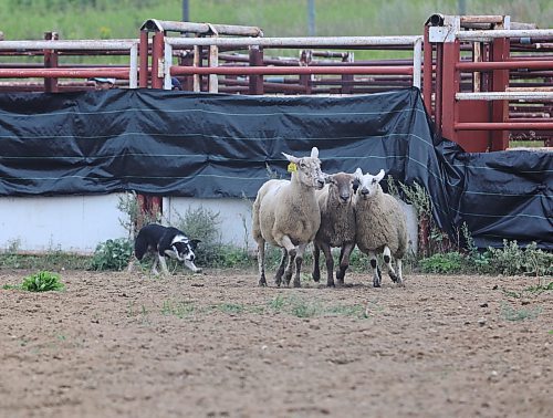 A herding dog trails sheep at the Minnedosa Agricultural Grounds. The 2024 Show and Sale had a competition in which handlers had to herd sheep through obstacles and into a holding pen. (Connor McDowell/Brandon Sun)