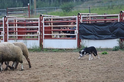 A herding dog trails sheep at the Minnedosa Agricultural Grounds. The 2024 Show and Sale had a competition in which handlers had to herd sheep through obstacles and into a holding pen. (Connor McDowell/Brandon Sun)