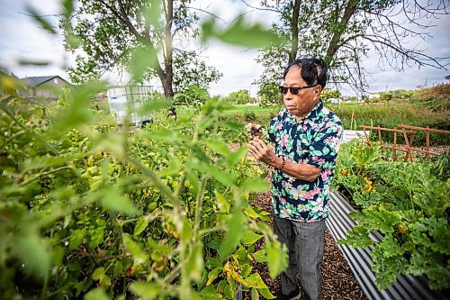 MIKAELA MACKENZIE / WINNIPEG FREE PRESS
	
Rod Cantiveros prunes the tomato plants at the new community garden at St. Gianna Beretta Molla Roman Catholic Church on Friday, Aug. 16, 2024. The church is using the space to grow food to give to Villa Rosa and Missionaries of Charity, who give it away to needy recipients in the city.

For John Longhurst story.
Winnipeg Free Press 2024