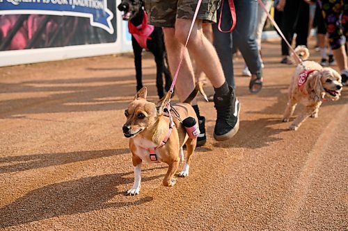 Mike Sudoma/Free Press
Mia leads the pack during the annual Bark at the Park event Saturday evening at Blue Cross Park
August 17, 2024
