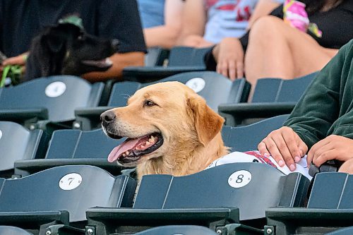 Mike Sudoma/Free Press
Canines take over Blue Cross Park Saturday evening during the annual Bark at the Park event 
August 17, 2024
