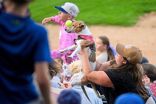 Mike Sudoma/Free Press
Mose misses the catch as tennis balls are thrown out to the audience in between innings during the annual Bark at the Park game Saturday evening
August 17, 2024
