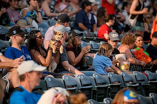 Mike Sudoma/Free Press
Canines take over Blue Cross Park Saturday evening during the annual Bark at the Park event 
August 17, 2024
