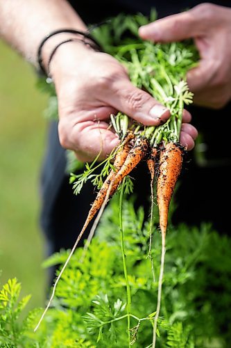 MIKAELA MACKENZIE / WINNIPEG FREE PRESS
	
Carrots at the new community garden at St. Gianna Beretta Molla Roman Catholic Church on Friday, Aug. 16, 2024. The church is using the space to grow food to give to Villa Rosa and Missionaries of Charity, who give it away to needy recipients in the city.

For John Longhurst story.
Winnipeg Free Press 2024