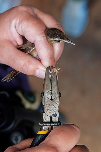 MIKE DEAL / FREE PRESS
Paula Grieef the Resident Naturalist at the Oak Hammock Marsh Interpretive Centre, coordinates all the wildlife surveys, including bird counts as well as the songbird banding program.
Paula bands a Marsh Wren at the bird banding station at Oak Hammock Marsh Thursday morning.
240718 - Thursday, July 18, 2024.