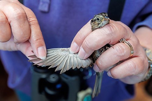 MIKE DEAL / FREE PRESS
Paula Grieef the Resident Naturalist at the Oak Hammock Marsh Interpretive Centre, coordinates all the wildlife surveys, including bird counts as well as the songbird banding program.
Paula examines a Swamp Sparrow wing, also looking at the underside of the wing for moult (feather replacement due to wear).
Paula bands a Swamp Sparrow at the bird banding station at Oak Hammock Marsh Thursday morning.
240718 - Thursday, July 18, 2024.