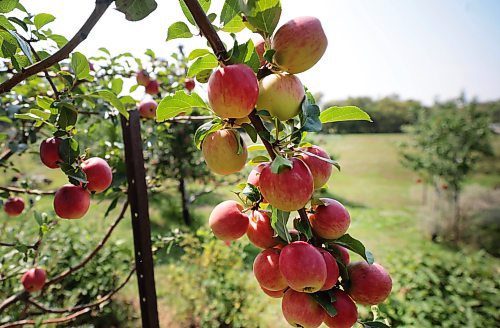 Ruth Bonneville /Free Press

Standup - apple orchard

Close-up of apples on the trees at the orchard. 

Sam,Thiessen shovels mulch to be spread under the apple trees Monday while working in the fruit orchard off Churchill Drive which is part of the  Sustainable South Osborne Community Cooperative.  Thiessen is  a student at the U of M but  works  at the orchard in the summer months.  

The orchard is just one of several gardens that make up the cooperative and it includes a variety of fruits including apples, pears, plums and appricots.


Aug 19, 2024