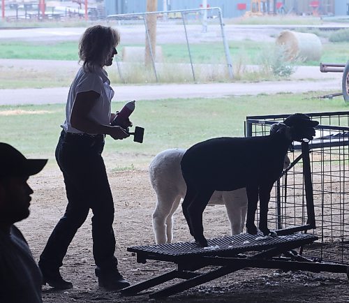 A spray and brush tone up for two sheep at the 2024 Show and Sale. (Connor McDowell/Brandon Sun)