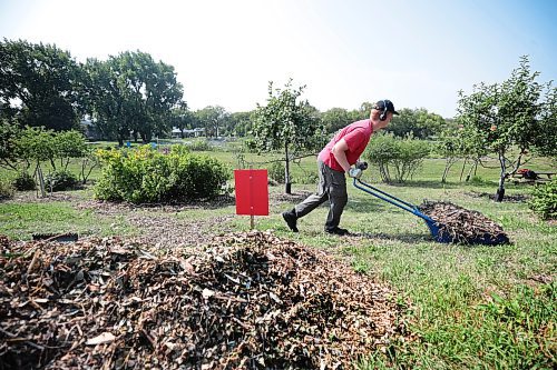 Ruth Bonneville /Free Press

Standup - apple orchard

Sam,Thiessen shovels mulch to be spread under the apple trees Monday while working in the fruit orchard off Churchill Drive which is part of the  Sustainable South Osborne Community Cooperative.  Thiessen is  a student at the U of M but  works  at the orchard in the summer months.  

The orchard is just one of several gardens that make up the cooperative and it includes a variety of fruits including apples, pears, plums and appricots.


Aug 19, 2024