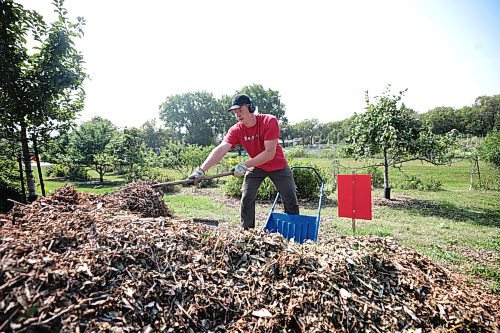 Ruth Bonneville /Free Press

Standup - apple orchard

Sam,Thiessen shovels mulch to be spread under the apple trees Monday while working in the fruit orchard off Churchill Drive which is part of the  Sustainable South Osborne Community Cooperative.  Thiessen is  a student at the U of M but  works  at the orchard in the summer months.  

The orchard is just one of several gardens that make up the cooperative and it includes a variety of fruits including apples, pears, plums and appricots.


Aug 19, 2024