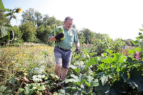 Ruth Bonneville /Free Press

Standup - Riverview Community Garden

Ron Nash harvests a bumper crop of zucchini's from his garden plot at Riverview Community Garden that he has had with his wife for 20 years.  

Aug 19, 2024