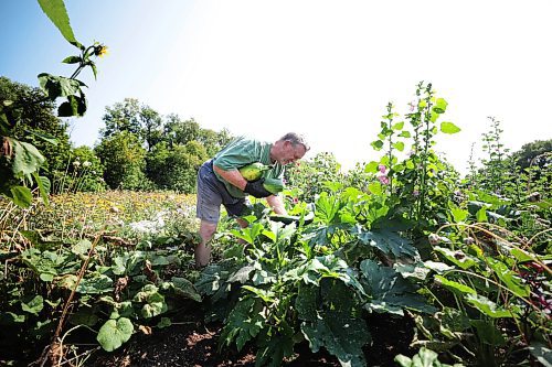 Ruth Bonneville /Free Press

Standup - Riverview Community Garden

Ron Nash harvests a bumper crop of zucchini's from his garden plot at Riverview Community Garden that he has had with his wife for 20 years.  

Aug 19, 2024