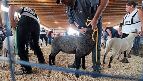 The show ring was packed as contestants brought their livestock in to be judged. (Connor McDowell/Brandon Sun)