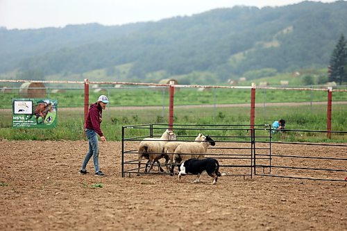 A dog herding competition at the Minnedosa Agricultural Grounds on Friday, Aug. 16 during the 2024 Show and Sale. Getting the sheep into the pen was the final goal. (Connor McDowell/Brandon Sun)