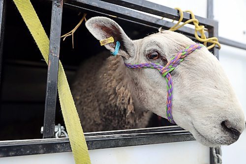 A sheep pokes its head out of a trailer in the parking lot of the Minnedosa Agricultural Grounds. (Connor McDowell/Brandon Sun)