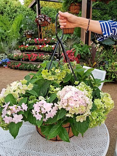 Colleen Zacharias / Free Press
Hubba hubba: New Haba mophead hydrangea is a stunning spiller designed for hanging baskets.
