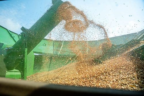 NIC ADAM / FREE PRESS
Grain fills the bin as Farmer Larry Goossen, 80, works in his John Deere combine at the growing project&#x2019;s field outside Landmark, MB., Tuesday. His combine weighs 35000 lbs and can hold up to 25000 lbs of grain according to Goossen.
240820 - Tuesday, August 20, 2024.

Reporter: