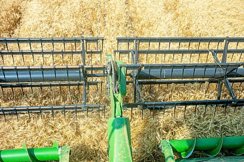 NIC ADAM / FREE PRESS
Farmer Larry Goossen, 80, works in his John Deere combine at the growing project&#x2019;s field outside Landmark, MB., Tuesday. He&#x2019;s been driving a combine since he was 14 and likes to volunteer for the project every year.
240820 - Tuesday, August 20, 2024.

Reporter: