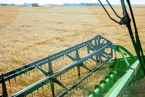 NIC ADAM / FREE PRESS
Farmer Larry Goossen, 80, works in his John Deere combine at the growing project&#x2019;s field outside Landmark, MB., Tuesday. He&#x2019;s been driving a combine since he was 14 and likes to volunteer for the project every year.
240820 - Tuesday, August 20, 2024.

Reporter: