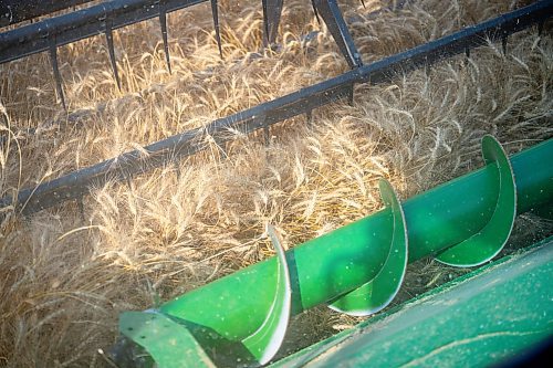 NIC ADAM / FREE PRESS
Farmer Larry Goossen, 80, works in his John Deere combine at the growing project&#x2019;s field outside Landmark, MB., Tuesday. He&#x2019;s been driving a combine since he was 14 and likes to volunteer for the project every year.
240820 - Tuesday, August 20, 2024.

Reporter: