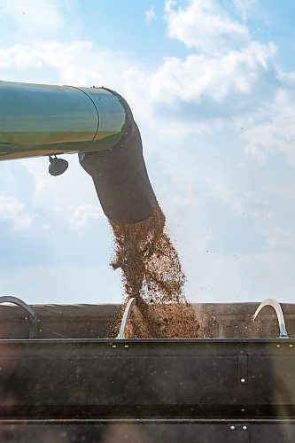 NIC ADAM / FREE PRESS
A combine empties its bin at the growing project&#x2019;s field outside Landmark, MB., Tuesday. 
240820 - Tuesday, August 20, 2024.

Reporter: